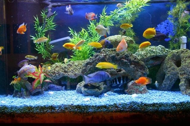  Dekorasi Aquarium  Air Tawar Sederhana Hemat Biaya