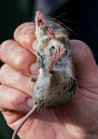 Wood Mouse, male.  Hedgerow near Thornton Wood, Jubilee Country Park, 15 November 2015.