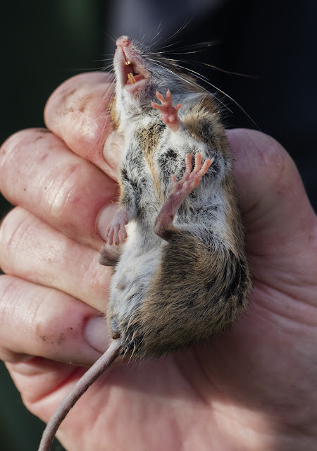 Wood Mouse, male.  Hedgerow near Thornton Wood, Jubilee Country Park, 15 November 2015.