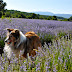 Dog Trots Globe - to Provence