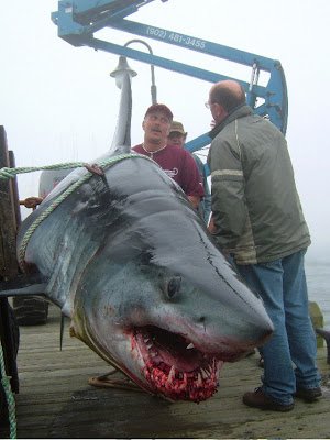 mako shark picture