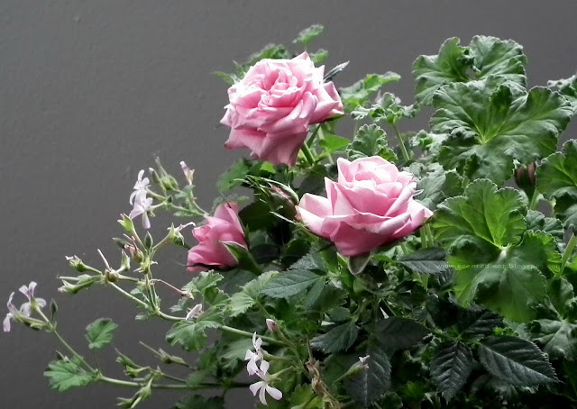 pink mini-roses and nutmeg scented pelargonium