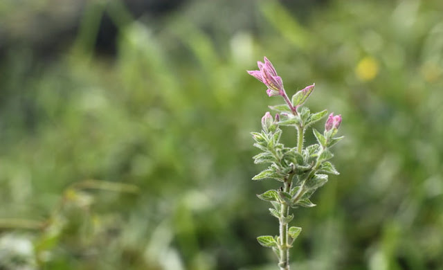 Annual Clary Sage