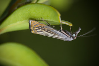 Para ampliar Chrysoteuchia culmella (Linnaeus, 1758) hacer clic