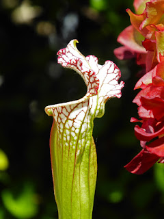 Saracennia plants in Leslie Harris' garden