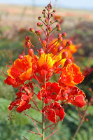 Mexican Bird Of Paradise Plant