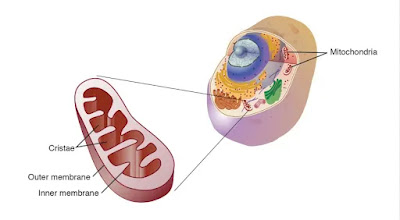 Mengenal Mitokondria Lengkap dengan Struktur dan Fungsinya