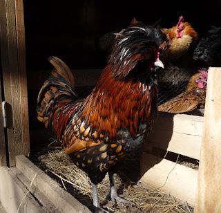 Black laced Polish rooster