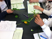 classifying leaves    5th grade   science