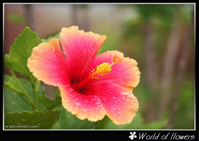 hibiscus flower picture