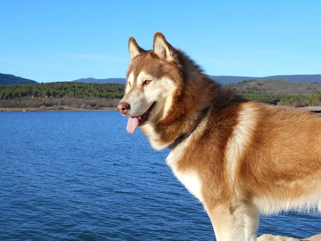 Giống chó Siberian Husky có hình ảnh