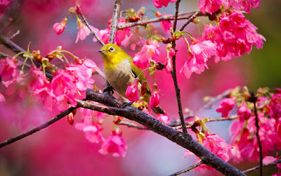 pretty-images-of-a-small-yellow-bird-rose