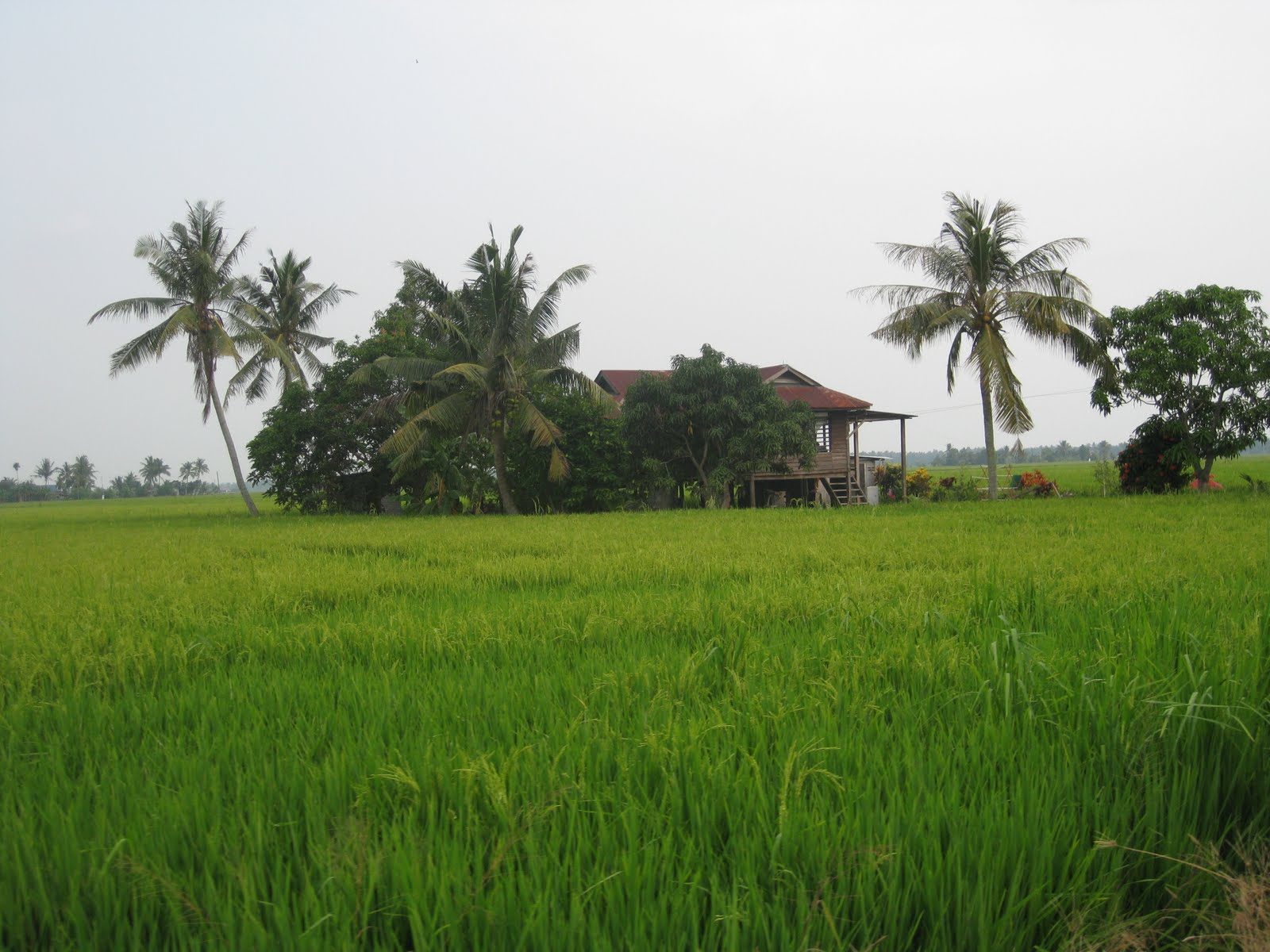 Pemandangan sawah padi