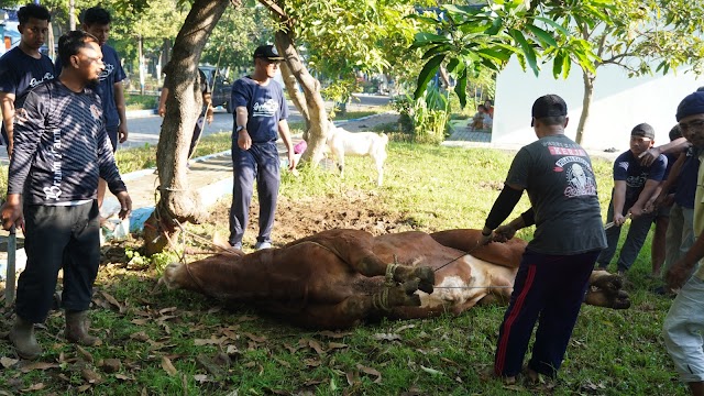 Universitas Hang Tuah Surabaya Sembelih 2 Sapi dan 10 Kambing pada Idul Adha 1446 H: Mahasiswa, UKM KI, dan Takmir Masjid Turut Berperan