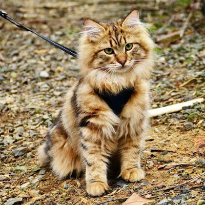 Norwegian Forest cat