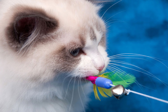 A beautiful Ragdoll cat playing with a toy