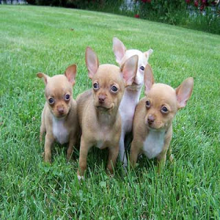 Chihuahua Puppies Picture
