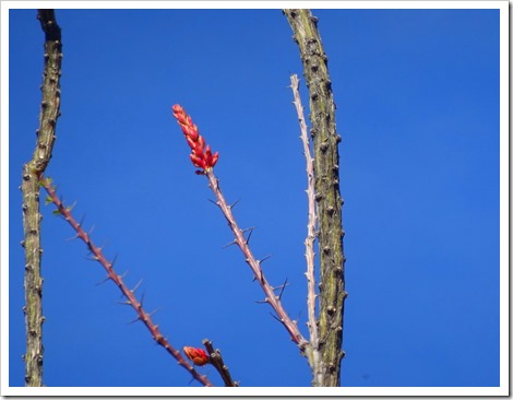 Mule Ears Spring Trail