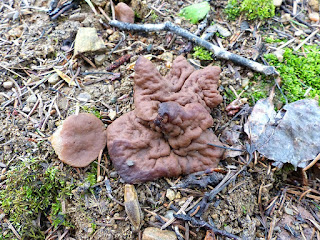 Gyromitra ancilis - Gyromitre en bouclier