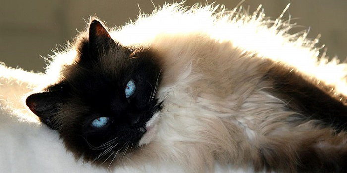 Foto Kucing Ragdoll, Ras Kucing Tebesar di Dunia  Foto 