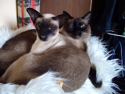 siamese cat personality traits