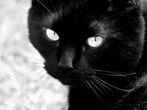 Mitos Kepercayaan Masyarakat Dunia Kucing  Hitam  Yumida