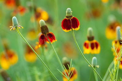 Upright Prairie Coneflower, The Flower Mound