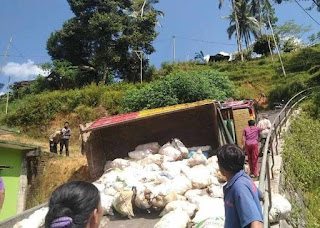 Truk Muatan Porang Terguling di Ngrayun Ponorogo.