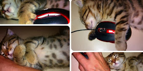 Funny cats - part 89 (40 pics + 10 gifs), kitten sleeping with mouse computer