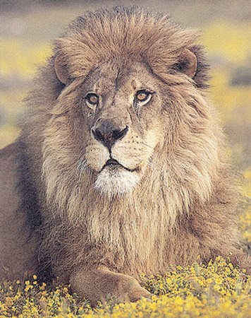  Gambar  Singa Dunia Binatang