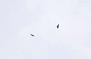 Two eagles circling