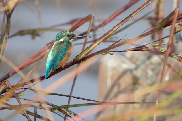 Common Kingfisher (Alcedo atthis ssp. A. a. bengalensis) Taken on October 2022  Location: Sanjivini Nagar, Jabalpur, India (Latitude: 23.169571, Longitude: 79.895636)