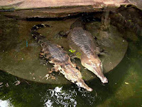 http://sciencythoughts.blogspot.co.uk/2014/03/a-new-species-of-crocodile-from-west.html