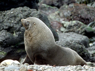 lobo marino antartico Arctocephalus gazella