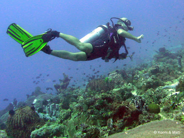 house reef, celebes sea, sulawesi, indonesia