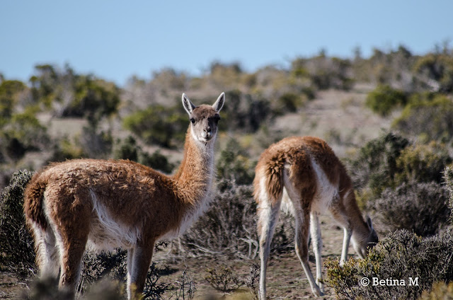 Guanacos Patagonicos