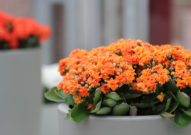 Plantas para interiores que llenarán tu hogar de color