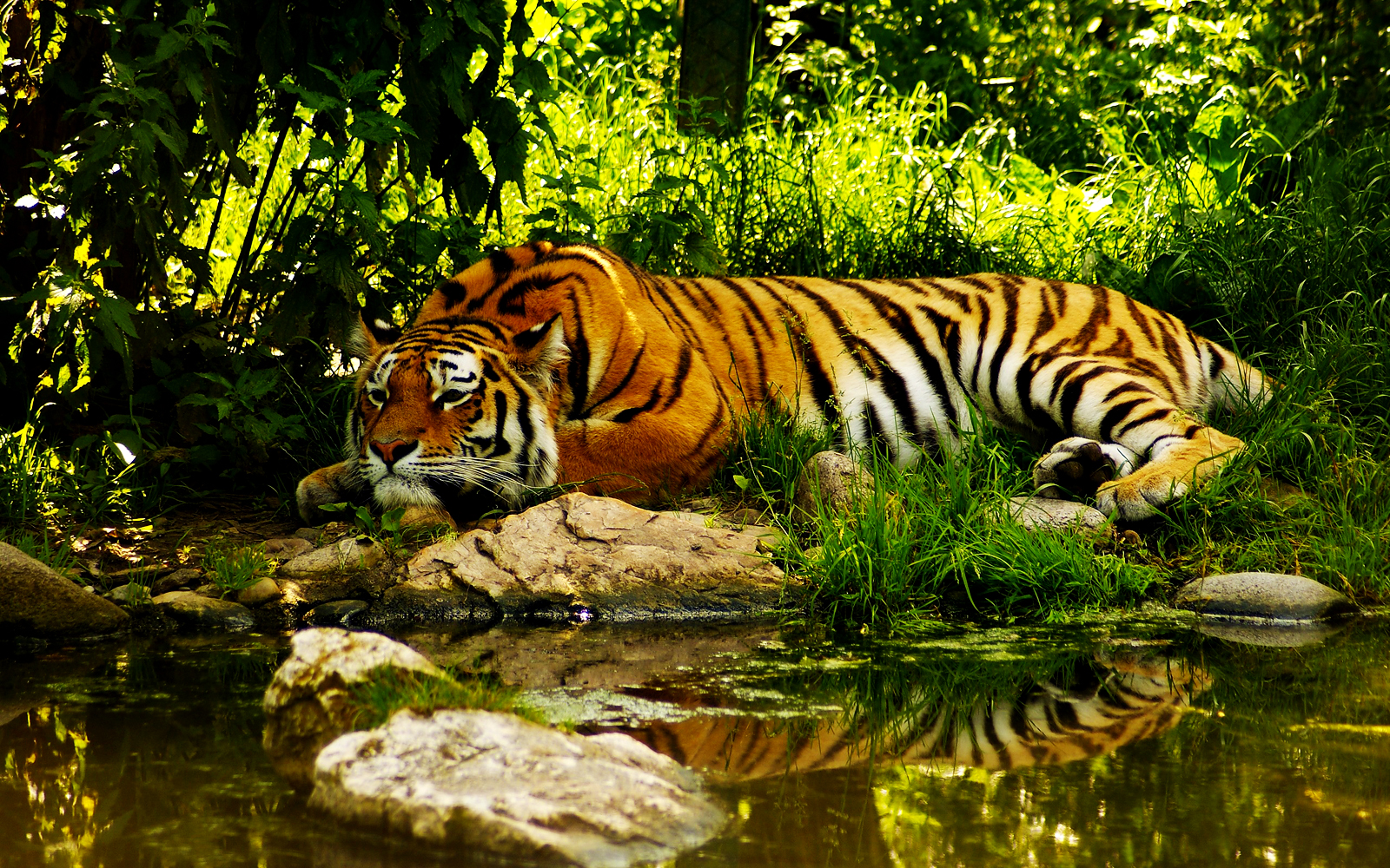 Colors Of Nature Tiger Hd Wallpapers Hd Wallpapers HD Wallpapers Download Free Images Wallpaper [wallpaper981.blogspot.com]