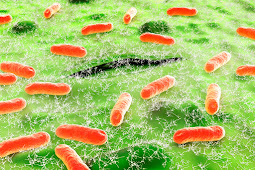 Cluster of E. coli cases in Washington and Oregon