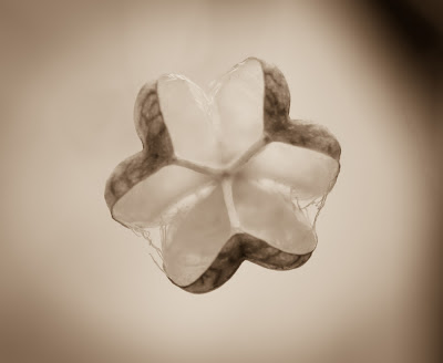 fritillary seed pod