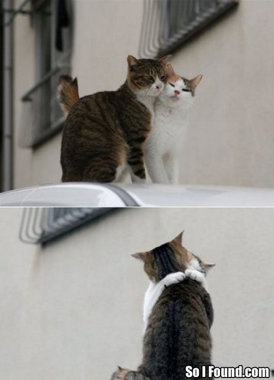 Here are 2 cats in Love. See, they're just like people!