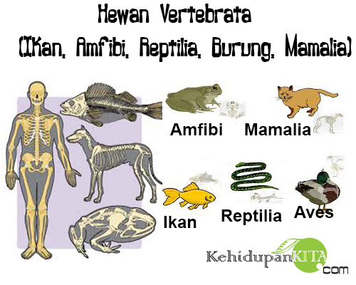 Hewan Vertebrata (Ikan, Amfibi, Reptilia, Burung, Mamalia)