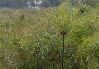 Papyrus (Cyperus papyrus