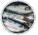 ikan herring haring omega 3