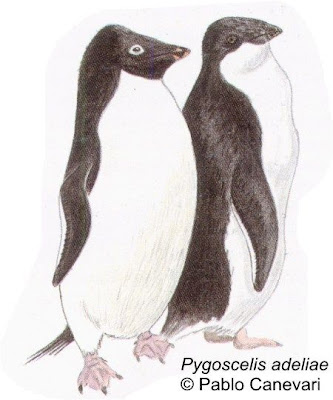 Pingüino ojo blanco Pygoscelis adeliae