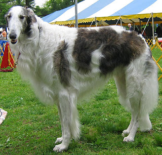 borzoi dog pets hound wallpaper photo