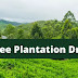 Tree Plantation Drive