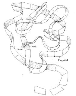 Morfologi cestoda / cacing pita, bentuk tubuh cestoda / cacing pita, Scolex, Acetabulate scolex, Bothriate scolex adalah, Leher cacing pita, Strobila cacing pita, mmature proglotid (proglotid belum matang) adalah, Mature proglotid (proglotid matang) adalah, Gravid proglotid adalah, Sistem Osmoregulasi dan ekskresi pada cestoda / cacing pita, sel api pada cacing pita, Sistem Syaraf Cestoda / Cacing Pita, Sistem reproduksi cestoda / cacing pita, Sistem reproduksi jantan pada cacing pita, Sistem Reproduksi betina pada cestoda / cacing pita, Telur cestoda / cacing pita, Siklus hidup Cestoda / Cacing Pita,Siklus hidup cestoda / cacing pita ordo Pseudophyllidea, Siklus hidup cestoda / cacing pita ordo Cyclophyllidea, Fisiologi Cestoda / cacing pita, Khemoterapi / Pengobatan