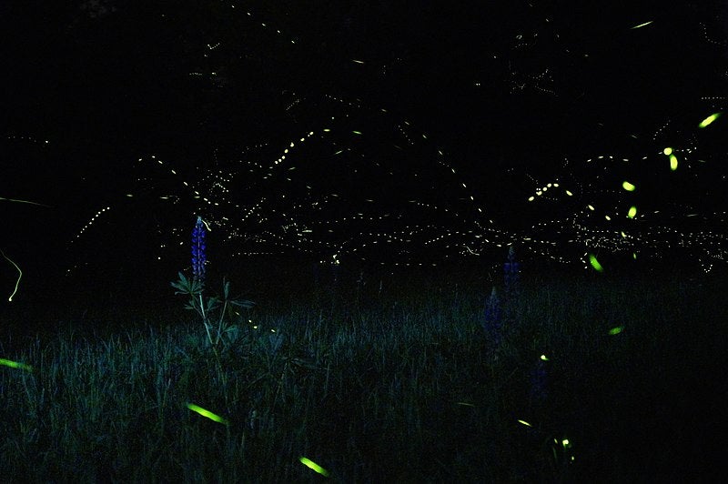 2,000 Firefly Species Are Facing Extinction, According To Scientists