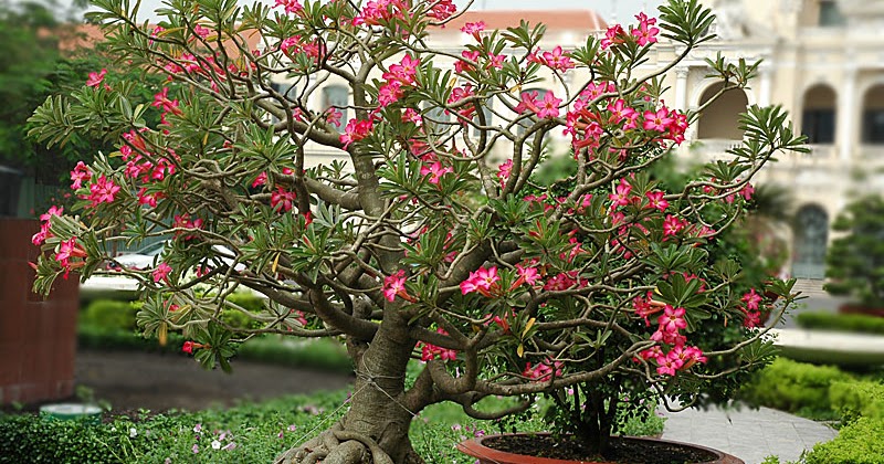 Mengenal Ciri Bunga Kamboja Jepang (Adenium)